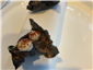 taramasalata canape